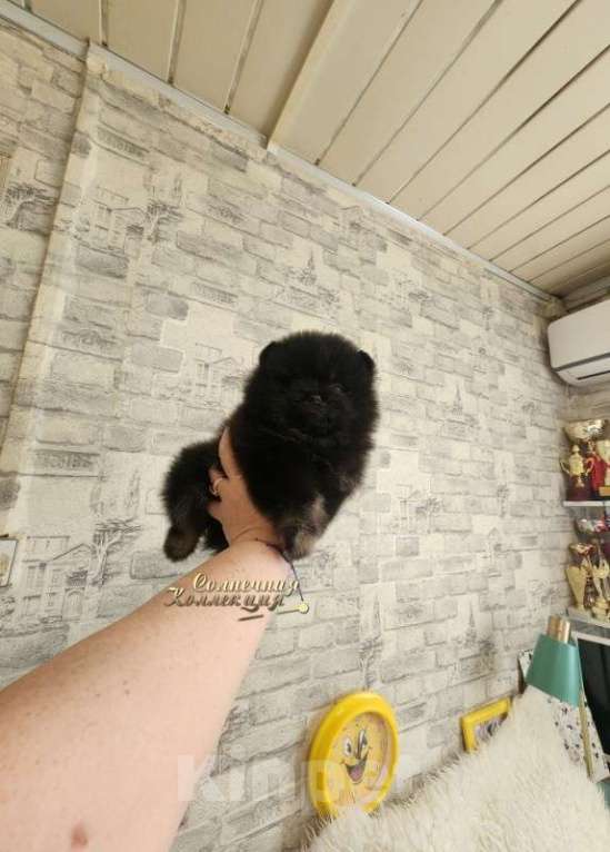 Собаки в Москве: Мальчик померанского шпица в редком эффектном окрасе Мальчик, Бесплатно - фото 1