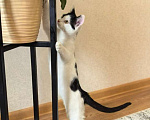 Кошки в Москве: Котёнок Смурфик ищет семью! Мальчик, Бесплатно - фото 6