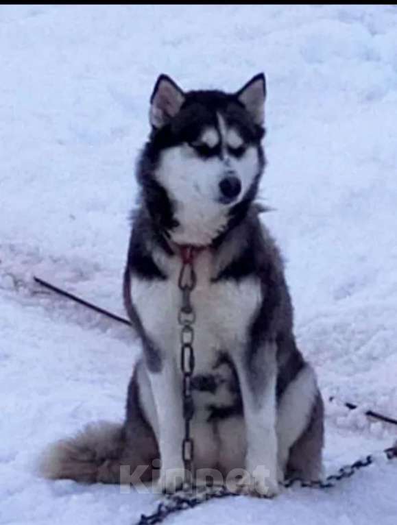 Собаки в Нижневартовске: В добрые руки Девочка, Бесплатно - фото 1