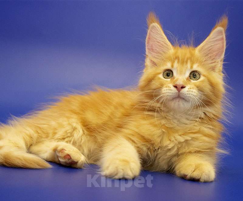 Кошки в Москве: Мейн-кун котенок Мальчик, Бесплатно - фото 4