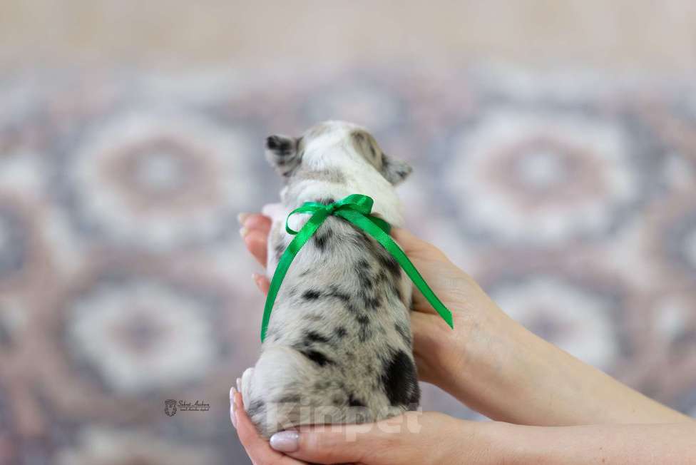 Собаки в Москве: Австралийская овчарка, щенок аусси Девочка, Бесплатно - фото 2