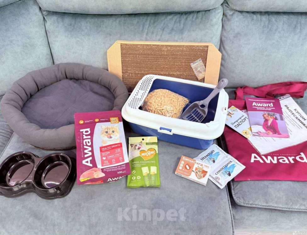 Кошки в Уфе: Мейн-кун девочка 5 месяцев / в разведение Девочка, 65 000 руб. - фото 4