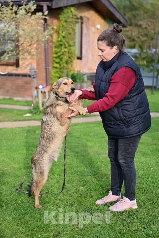 Собаки в Красногорске: Очаровательный щенок Тимьян 1 очень нуждается в семье и родителях Мальчик, Бесплатно - фото 6