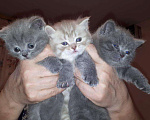 Кошки в Барыше: Вязка шотландский кот, 1 000 руб. - фото 4
