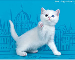 Кошки в Москве: Купить шотландскую кошку (скоттиш-страйт) в Москве star Мальчик, 35 000 руб. - фото 2