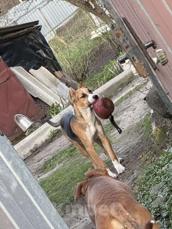 Собаки в Москве: В добрые руки  Мальчик, Бесплатно - фото 2