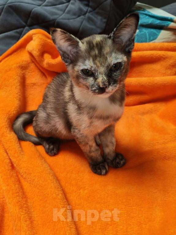 Кошки в Серпухове: Бурма, девочка Девочка, 14 000 руб. - фото 8