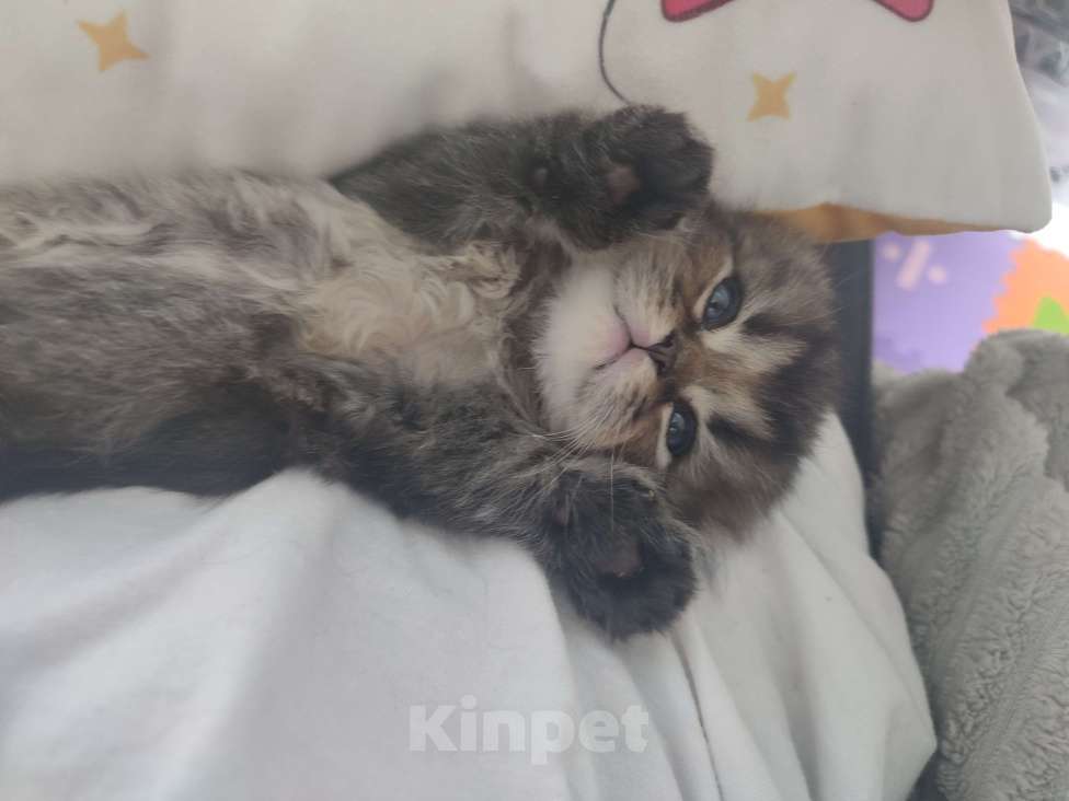 Кошки в Глазове: Хайленд-фолд длиношерстрый шотландский мальчик  Мальчик, 5 000 руб. - фото 2