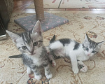 Кошки в Геленджике: Кекс  Мальчик, Бесплатно - фото 3