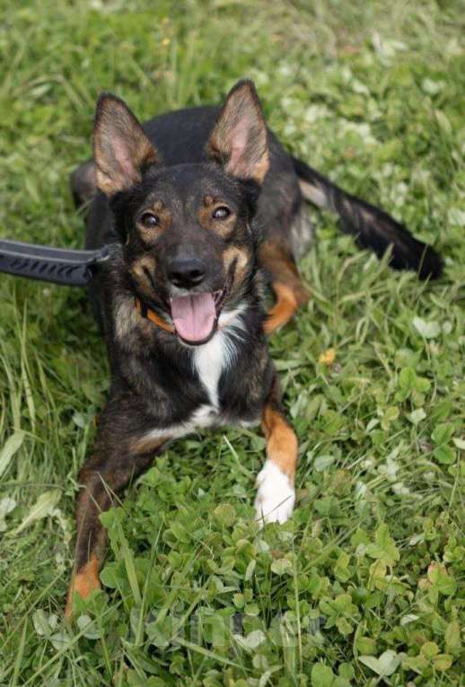 Собаки в Москве: Бывшедомашняя. Бросили привязанной у приюта Девочка, Бесплатно - фото 1
