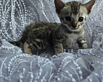 Кошки в Москве: Бенгальский котенок окраса Серебро Девочка, Бесплатно - фото 2