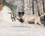Собаки в Москве: Красивый пёс необычного окраса ищет дом Мальчик, 1 руб. - фото 6