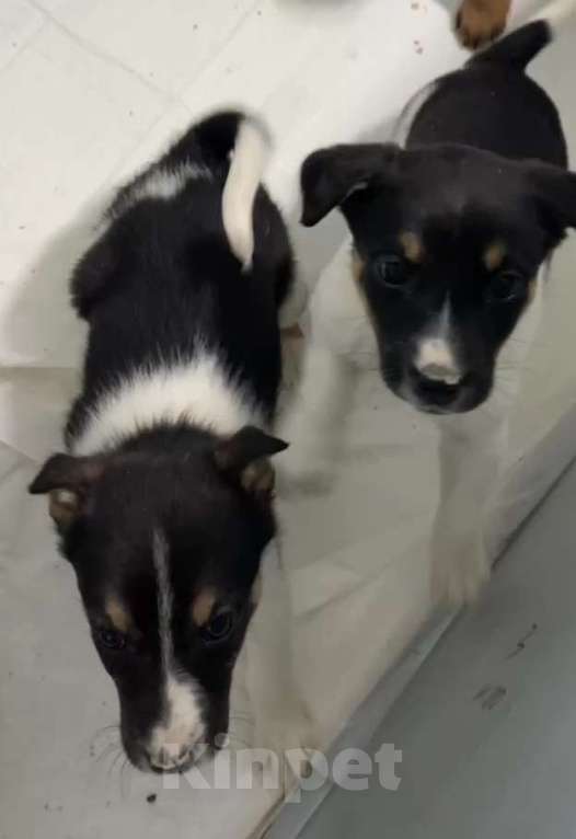 Собаки в Липецке: Отдам щенка в Липецке Мальчик, Бесплатно - фото 7