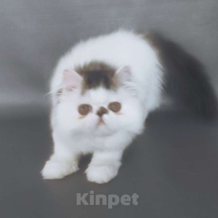 Кошки в Новосибирске: Персидский котенок  Мальчик, 35 000 руб. - фото 5