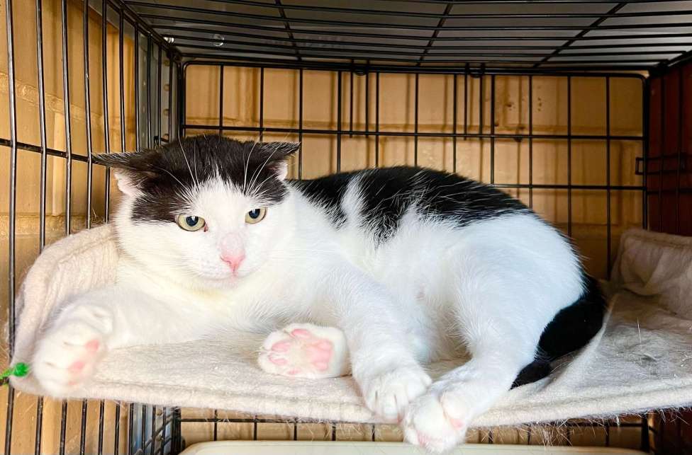 Кошки в Москве: Очень душевный котик Макс в добрые руки Мальчик, Бесплатно - фото 9