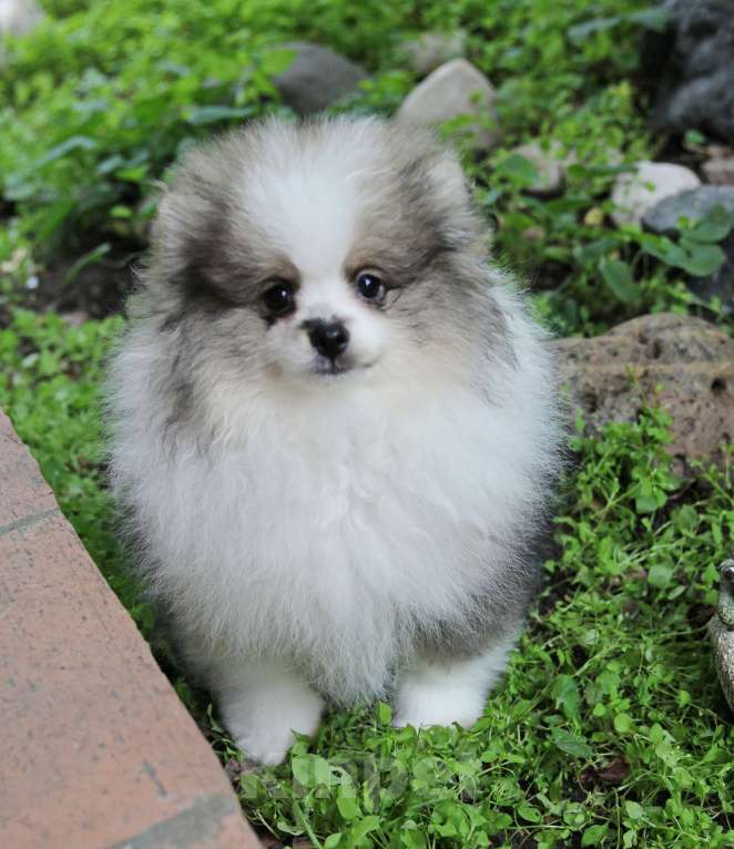 Собаки в Люберцах: Девочка шпица, бело-волчий окрас Девочка, 30 000 руб. - фото 2