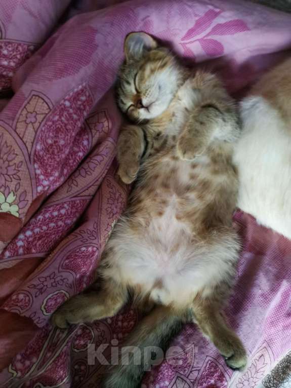 Кошки в Мытищах: Британские котята  Мальчик, 10 000 руб. - фото 3