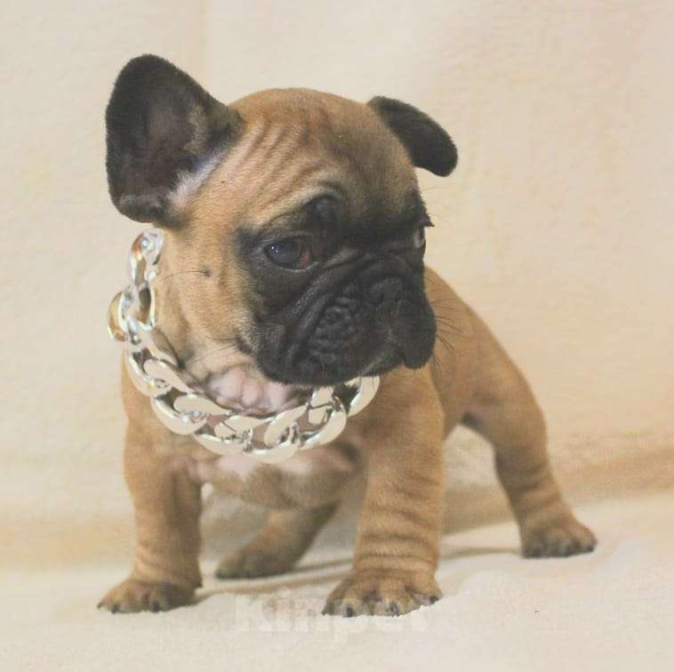 Собаки в Москве: Щенки французики Девочка, 130 000 руб. - фото 3