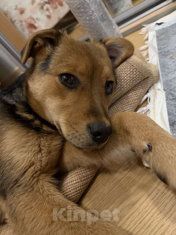 Собаки в Липецке: Очаровательная малышка ищет дом! Девочка, Бесплатно - фото 2