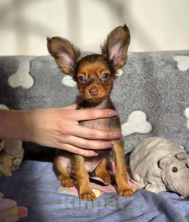 Собаки в Москве: Солнечный красавчик Русский той Мальчик, 45 000 руб. - фото 1