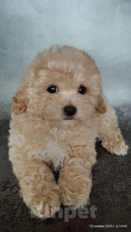 Собаки в Мытищах: Пушон Оскар Мальчик, 180 000 руб. - фото 1