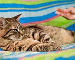 Кошки в Москве: Очень достойный кот Алекс в добрые руки Мальчик, Бесплатно - фото 3