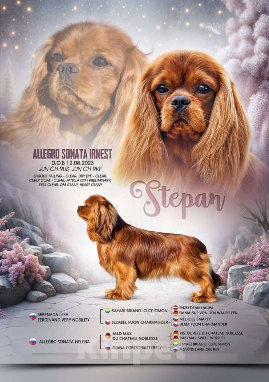 Собаки в Москве: Щенки Кавалер Кинг Чарльз спаниель Мальчик, 80 000 руб. - фото 8