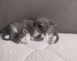 Кошки в Армавире: Котята Мальчик, Бесплатно - фото 2