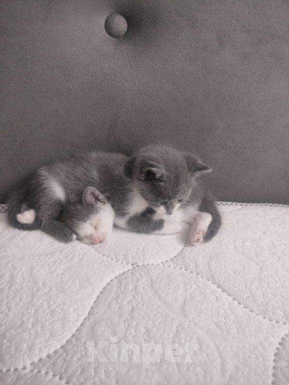 Кошки в Армавире: Котята Мальчик, Бесплатно - фото 2