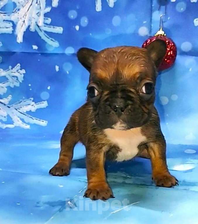 Собаки в Красноармейске: Щенки французкого бульдога Мальчик, 30 000 руб. - фото 6