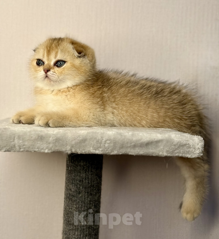 Кошки в Краснодаре: Шотландский вислоухий кот Мальчик, 35 000 руб. - фото 3
