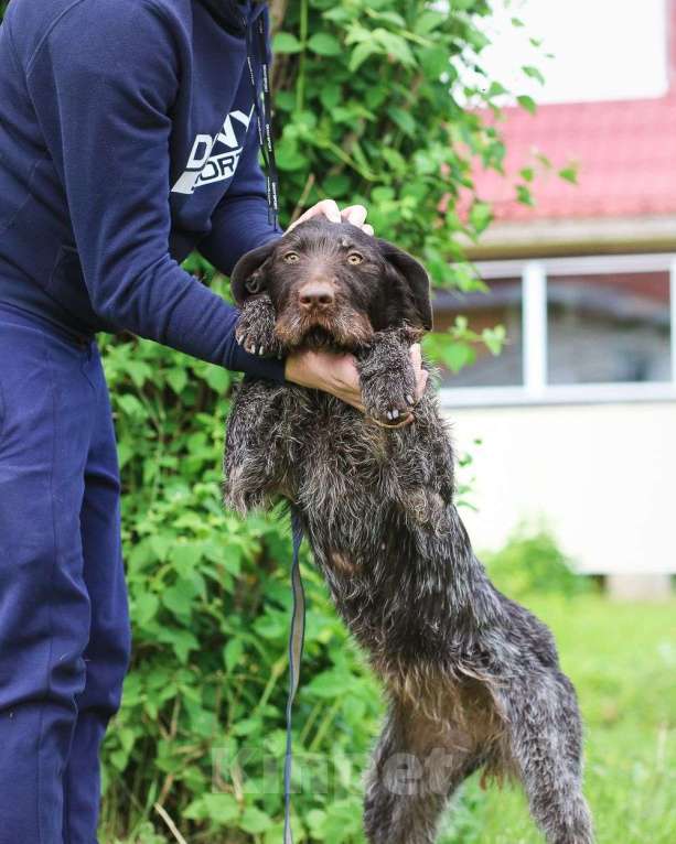 Собаки в Санкт-Петербурге: Красивая породистая собака отдается в дар Девочка, Бесплатно - фото 9