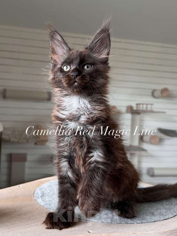 Кошки в Наро-Фоминске: Camellia . Female. MCO ns. born June 14.2025 Девочка, 60 000 руб. - фото 3