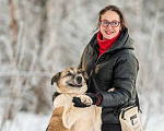 Собаки в других городах Московской области: Почти половину жизни в ожидании своей семьи Девочка, Бесплатно - фото 2