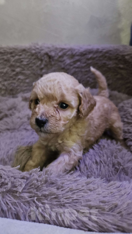 Собаки в других городах Московской области: Щенки той пудель Девочка, 40 000 руб. - фото 1
