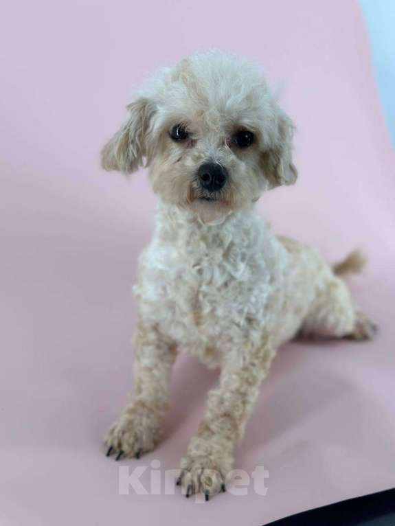 Собаки в Подольске: Мальтипу, Взрослая собака Девочка, Бесплатно - фото 1