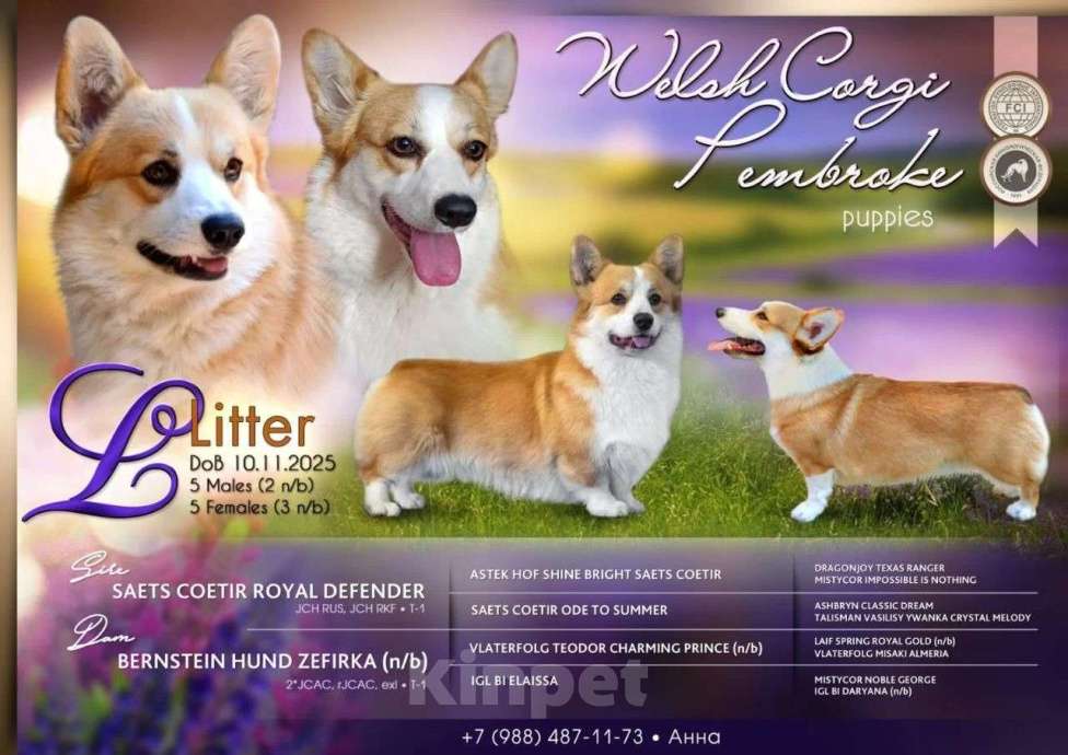 Собаки в Краснодаре: Девочка корги Девочка, 40 000 руб. - фото 6