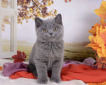 Кошки в Мурином:  Британский котик голубого окраса Мальчик, 35 000 руб. - фото 1
