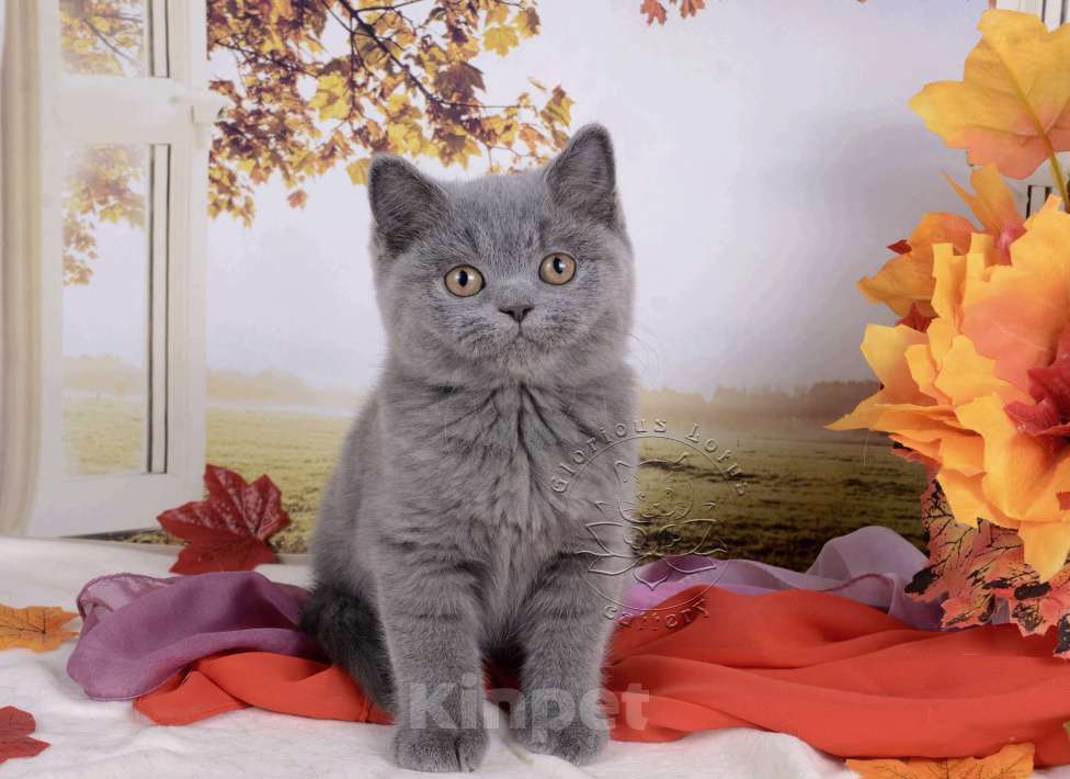 Кошки в Мурином:  Британский котик голубого окраса Мальчик, 35 000 руб. - фото 1