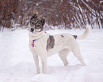 Собаки в Москве: Не алабай, а очень ласковая кошечка Юта в поисках семьи Девочка, Бесплатно - фото 1