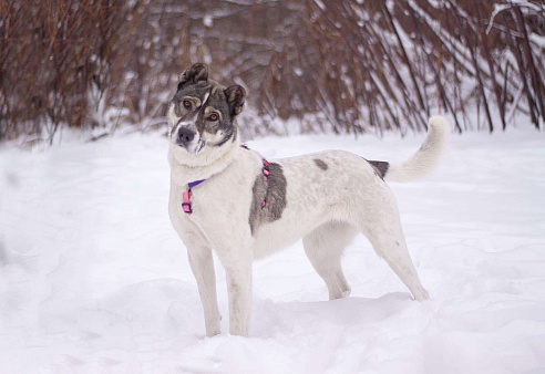 Не алабай, а очень ласковая кошечка Юта в поисках семьи