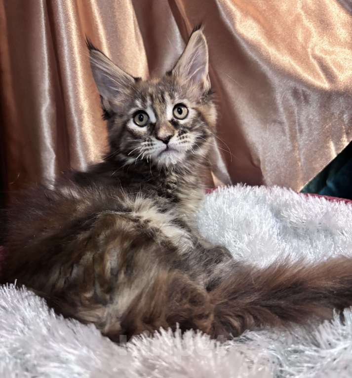 Кошки в Петергофе: Крупная девчоночка Девочка, 35 000 руб. - фото 2