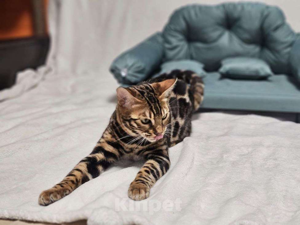 Кошки в Москве: Бенгальский котёнок Марсель Мальчик, 25 000 руб. - фото 9