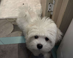 Собаки в других городах Московской области: Мальтийская болонка Мальчик, 20 000 руб. - фото 3