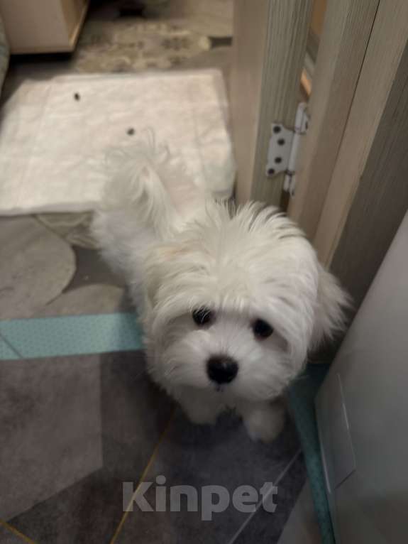 Собаки в других городах Московской области: Мальтийская болонка Мальчик, 20 000 руб. - фото 3