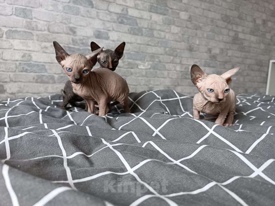 Кошки в Москве: Сфинксы канадские Мальчик, 9 000 руб. - фото 4