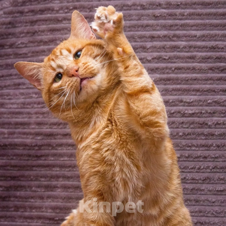 Кошки в Красногорске: Леонид с грустными зелёными глазами в срочном поиске семьи Мальчик, Бесплатно - фото 2