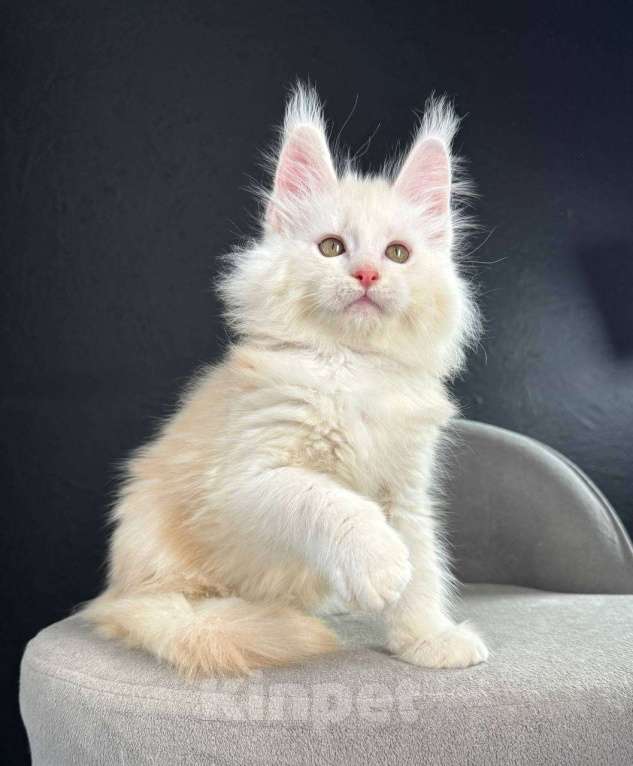 Кошки в Санкт-Петербурге: Ralph мальчик  Мальчик, 80 000 руб. - фото 3