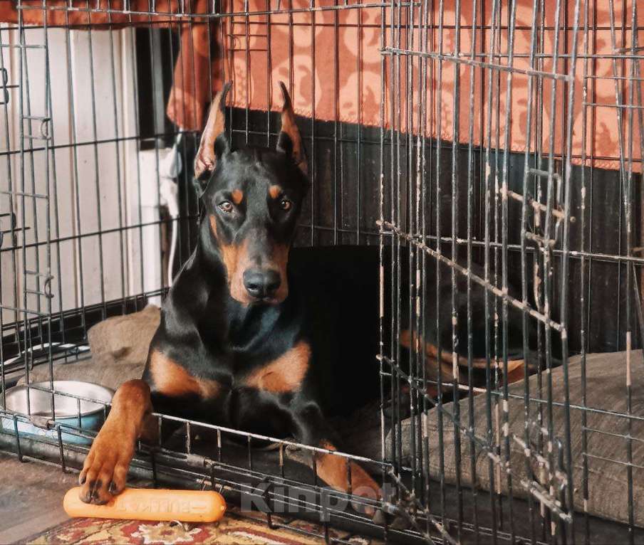 Собаки в других городах Московской области: Щенки доберамна Мальчик, 60 000 руб. - фото 9