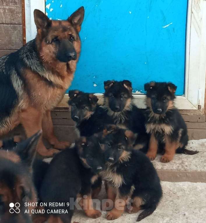 Собаки в Москве: Щенки немецкой овчарки Мальчик, 55 000 руб. - фото 4